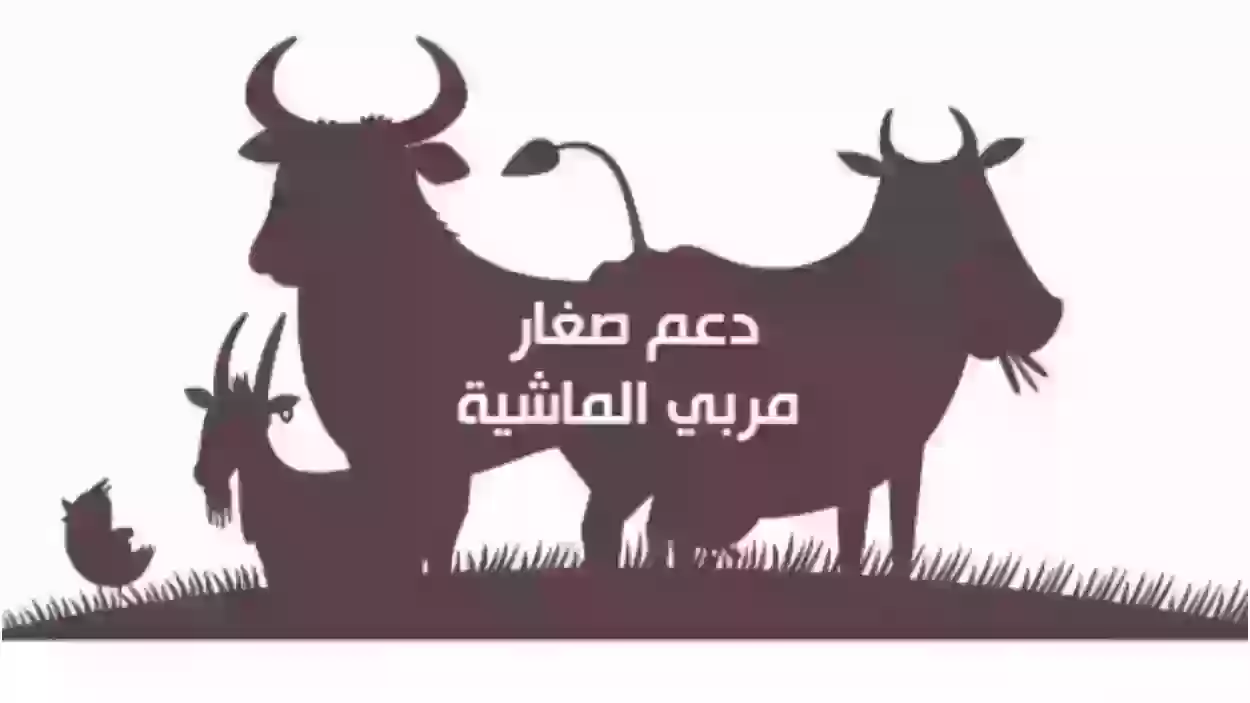 هل راتب الزوج يؤثر على دعم المواشي؟ 1445 وما هي طريقة الحصول على الدعم