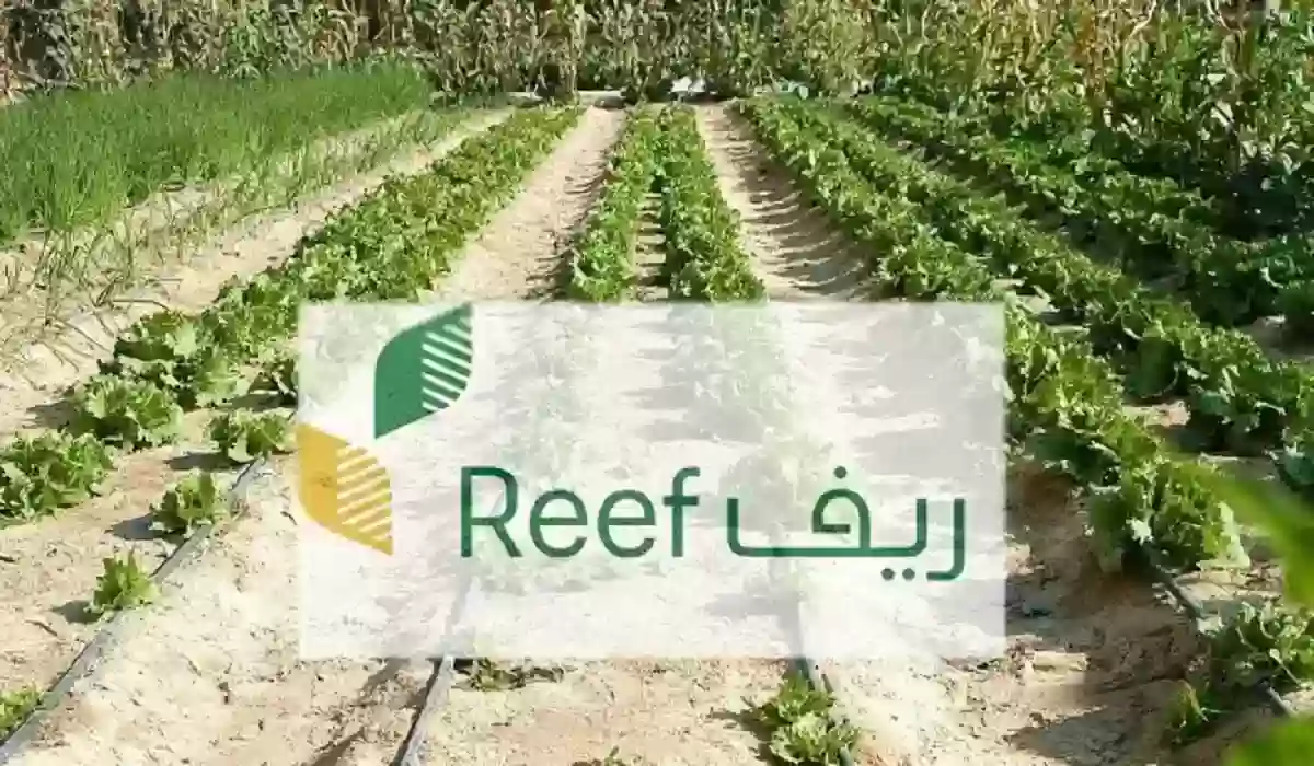 من هنـا.. أبرز الشروط المطلوبة للحصول على دعم ريف بالمملكة 1445 وما خطوات التسجيل