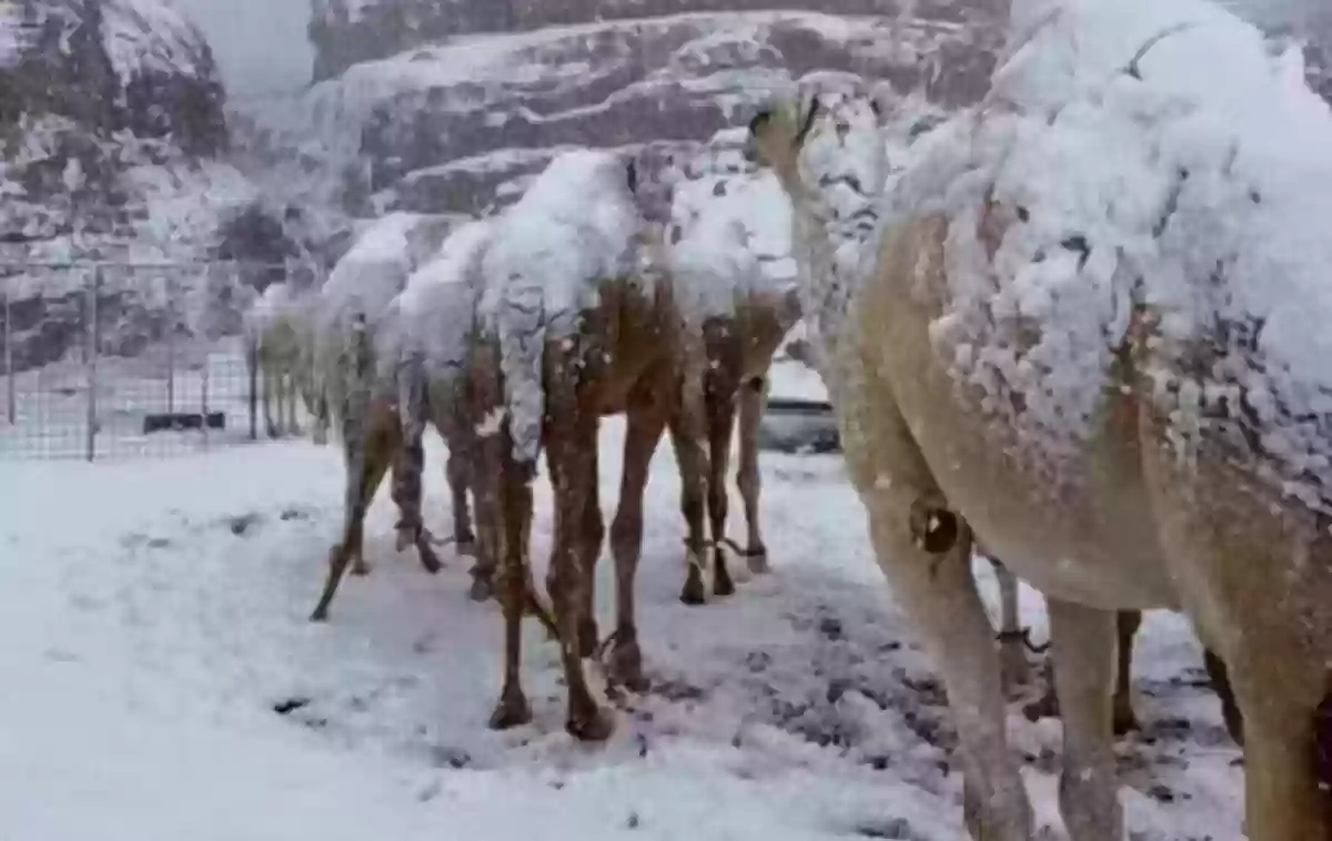 عبدالعزيز الحصيني يقول ما زلنا في بداية الشتاء